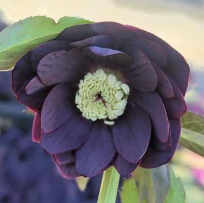 野田の宝　ベタ黒茶dd【No4】