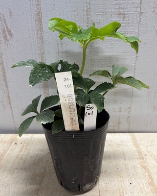 最新交配タグ苗）♂22-T141Tdd-糸ピコ整形VG10&times;♀21-C37dd-グラデピコ多弁【So101】24-T8