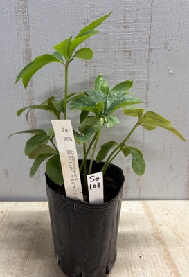 最新交配タグ苗）多弁千寿ねらい　♂22-847LsddしゃもじNEON&times;♀22-836Tsd-wピコ【So103】24-808