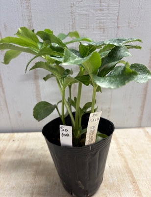 最新交配タグ苗）大輪多弁ねらい　♂21-D124Ddd-pk②&times;♀20-T94dd-pk(D)【So104】24-D118