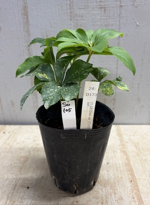 最新交配タグ苗）多弁グラデーションねらい　22-D61Ddd-pa (T&times;D) self【So105】