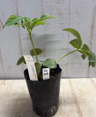 最新交配タグ苗）大輪系　♂21-D60Ddd-PK&times;♀21-D52Ddd-REVpa【So106】24-D170