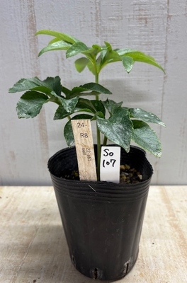 最新交配タグ苗）大輪ゴールド素材　♂22-D25Ddd-G&times;♀21-s44Tdd-pa(D)【So108】24-D189