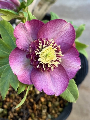 公認）アンティークモーリー【ka114】 | グリーンホビー