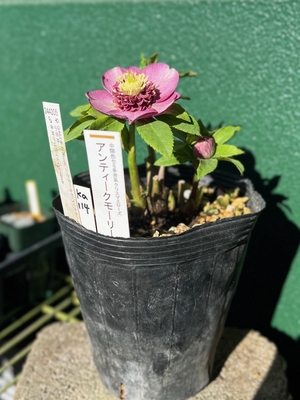 【加藤農園】クリスマスローズ　アンティークモーリー 公認）アンティークモーリー【ka114】 | グリーンホビー