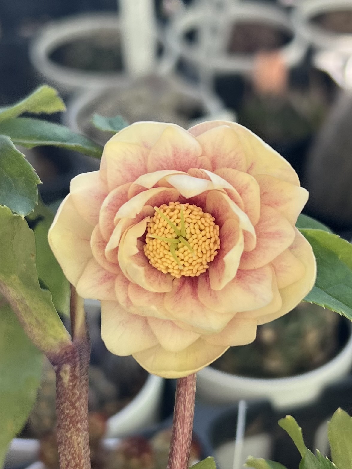 清〇様】プリマヴェーラゴールドグラデクリスマスローズ苗 清〇様