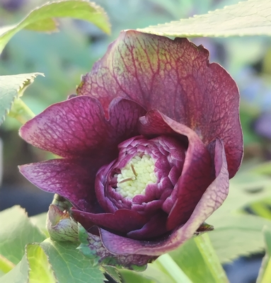 広瀬園芸さんのクリスマスローズ | グリーンホビー