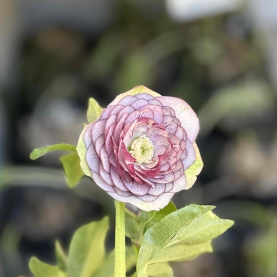 多弁レッドリバーシブル&times;多弁ホワイトGhybOG【ka148】