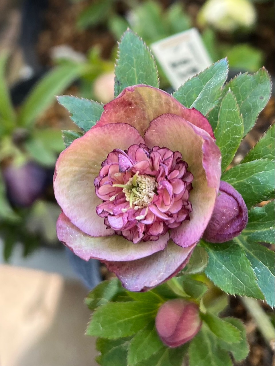 公認）アンティークモーリー【ka118】 | グリーンホビー