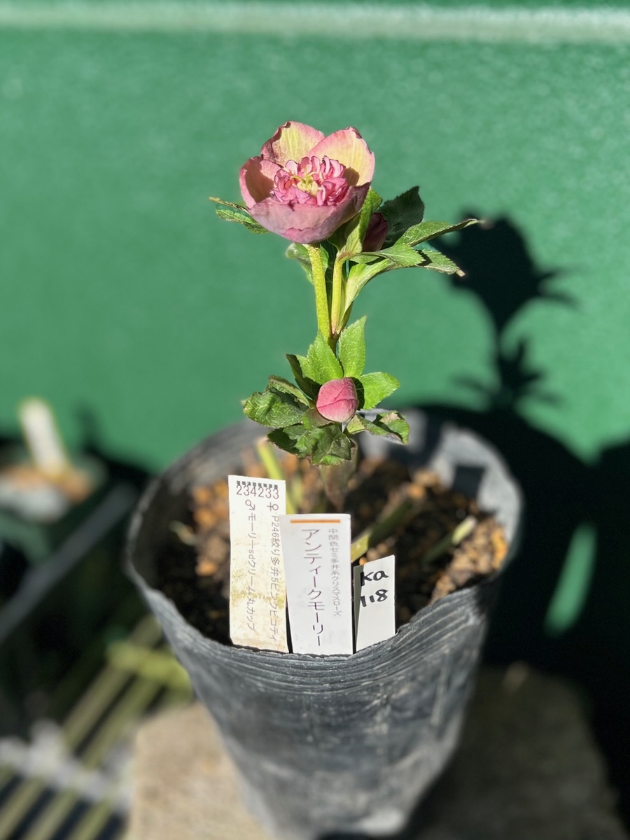 公認）アンティークモーリー【ka118】 | グリーンホビー