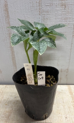 最新交配タグ苗）赤系　♂21-s94dd-re&times;♀21-R7dd-re【So109】24-R6