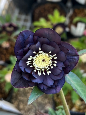 ブルーブラック系多弁dd（小輪血統）【ka121】