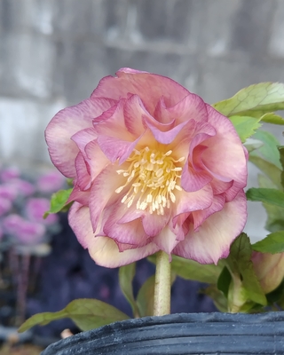 エッジピンクグラデーションdd浪平フリル【ka207】