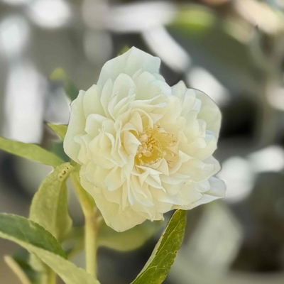 ホワイト多弁【ka98】 | グリーンホビー