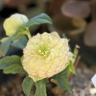 公認）リトルアフロディーテ【ka125】