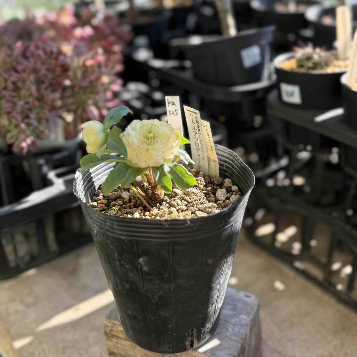 【加藤農園】クリスマスローズ株分け　リトルアフロディーテ 公認）リトルアフロディーテ【ka125】 | グリーンホビー