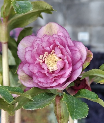 ddグロスレッド交配 クリスマスローズ 加藤農園 クリスマスローズ加藤