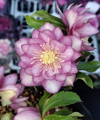 多弁プリマヴェーラホワイトゴールドdd糸ピコ系【ka210】