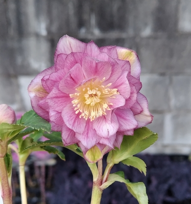 ペールピンクブラーベイン多弁ゴールド【ka211】