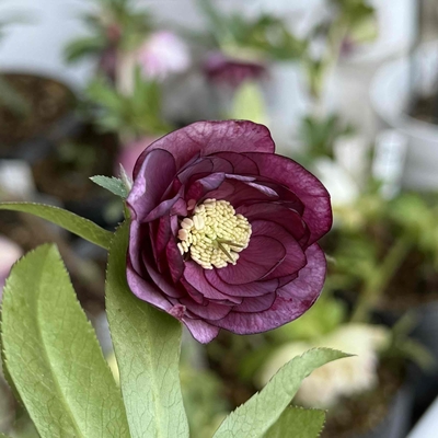 レッドパープルdd（グロス血統）【ka157】