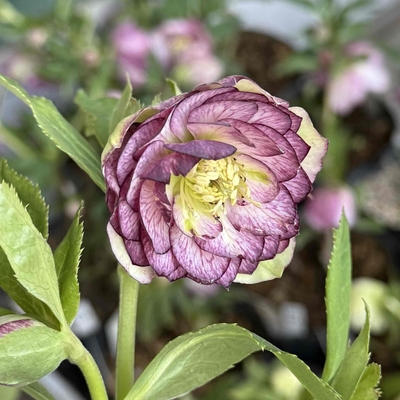 ダークベインピコティ【ka158】