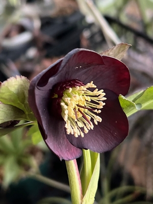 sdブラック&times;sdブラックM【ka168】