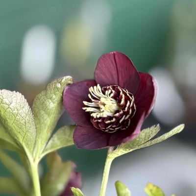 公認）グロッシーカラー⭐︎【ka184】小輪系 | グリーンホビー