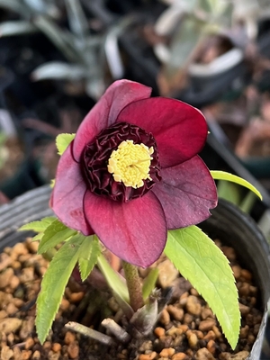 クリスマスローズ 認定モーリー 加藤農園 クリスマスローズ 認定