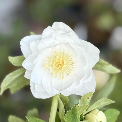 ピュアホワイトゴールドdd【ka192】