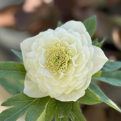 公認）ホワイトアフロディーテ　巻弁カール系【ka127】