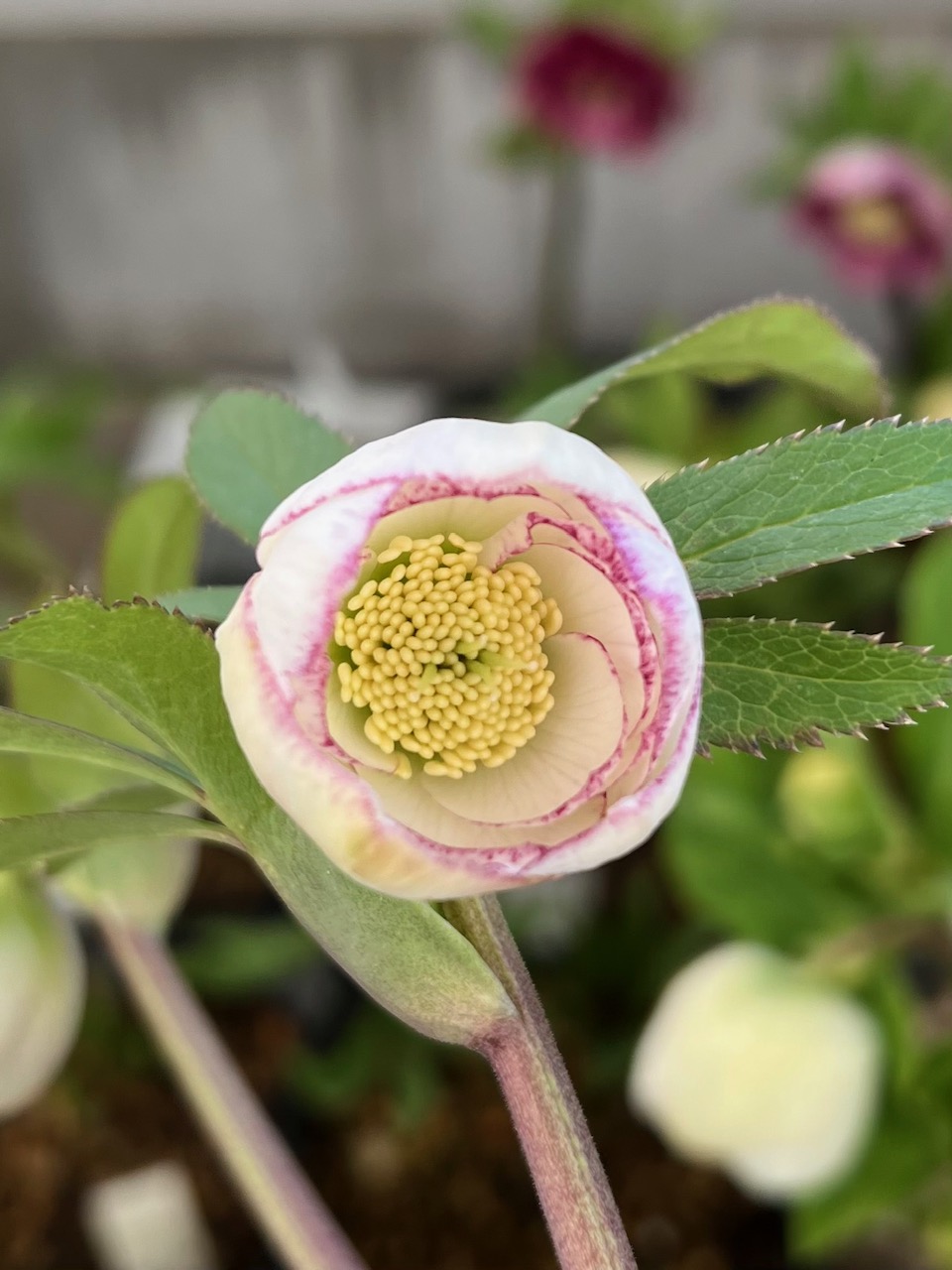 クリスマスローズ　毬姫　Sdピコ クリスマスローズ 毬姫 Sdピコ 公認）毬姫【ka146】 | グリーンホビー