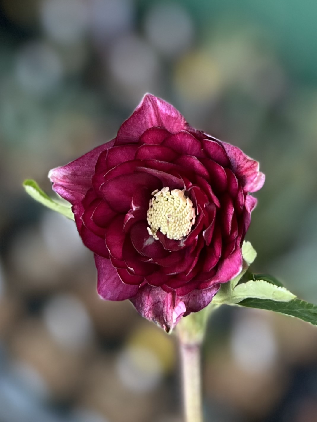 公認）キラメキ⭐︎レッド 多弁系【ka185】 | グリーンホビー