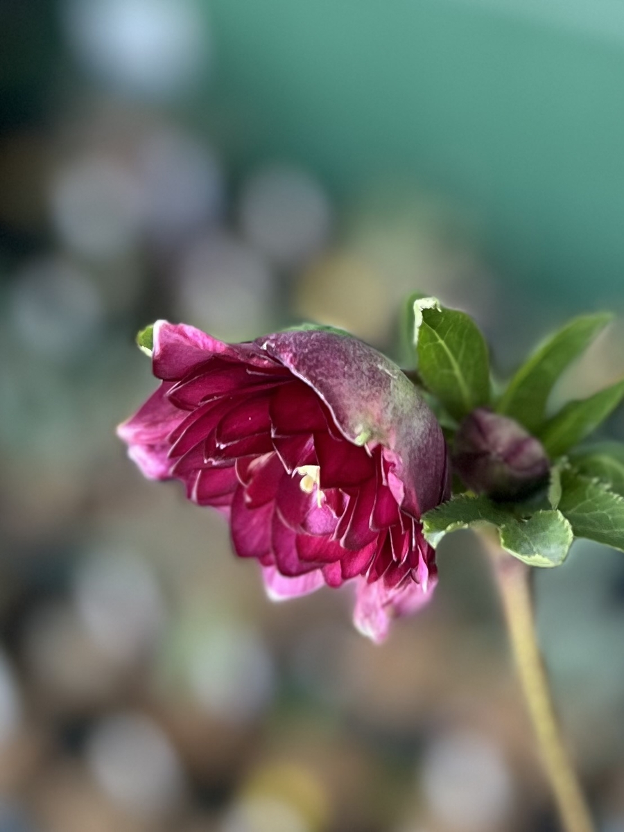 公認）キラメキ⭐︎レッド 多弁系【ka185】 | グリーンホビー