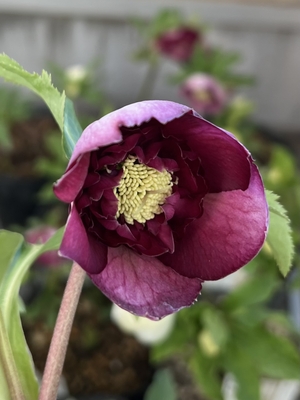 公認）モーリー【ka145】