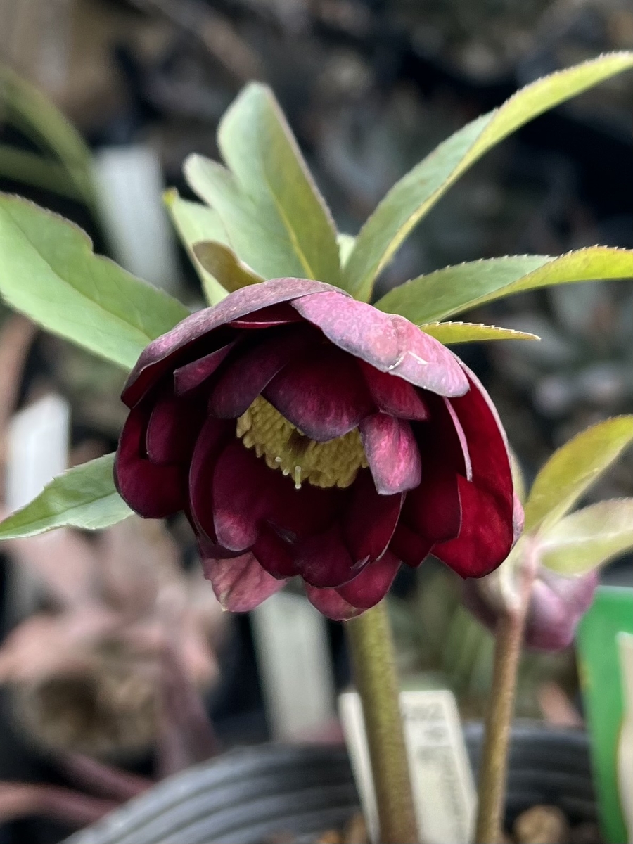 公認）グロッシーカラー⭐︎【ka184】小輪系 | グリーンホビー