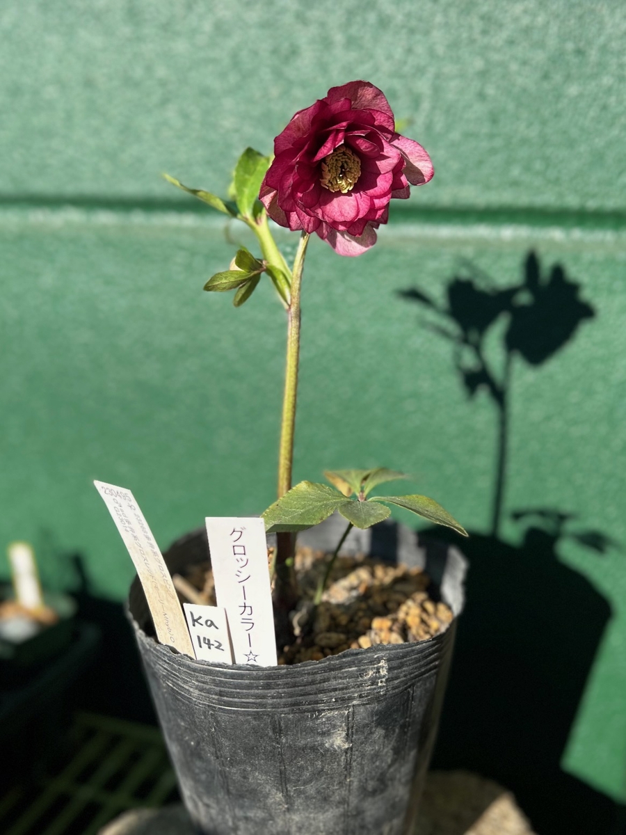 公認）グロッシーカラー☆【ka142】 | グリーンホビー