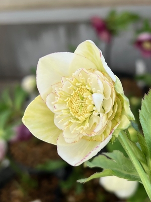 公認）モーリー【ka141】