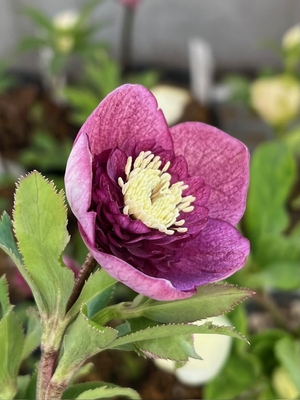 加藤農園さんのクリスマスローズ | グリーンホビー