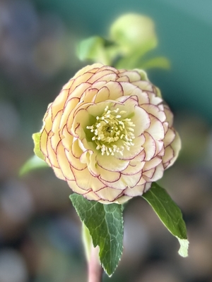 公認）アフロディーテ【ka166】