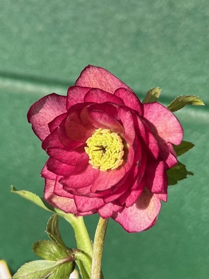 ホワイト多弁【ka98】 | グリーンホビー