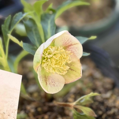 sd多弁系プリマヴェーラGoldHyb&times;sd多弁系イエローベインGoldHyb（モーリーIhyb）【ka213】