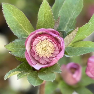 sd多弁ピンク&times;dd多弁手毬ホワイト（GoldHyb）【ka214】