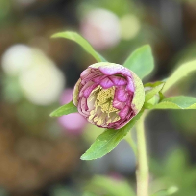 dd多弁レッドバイカラー&times;ddフレグランスグロスレッド【ka215】