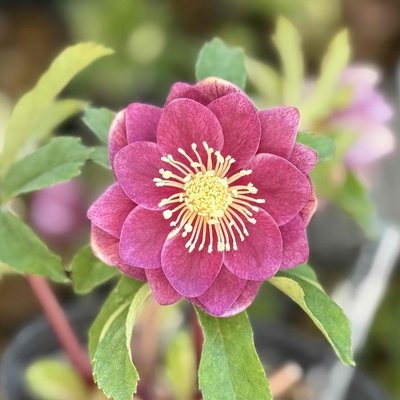 dd紅白系レッドグラデーションベイン&times;dd多弁系レッドGルビーフラッシュ白ピコティ【ka216】