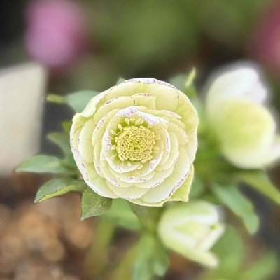 dd多弁系小輪レッドグラデーション&times;多弁系グロスホワイト【ka218】直径3㎝