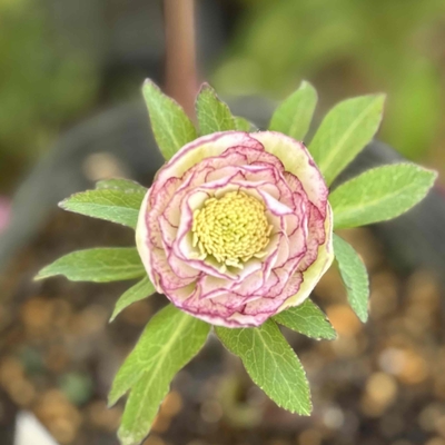 dd多弁系小輪レッドグラデーション&times;dd多弁系グロスホワイト【ka219】直径３㎝内外