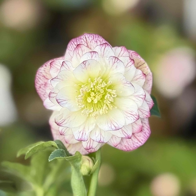 多弁ゴールド&times;多弁ホワイトピンクグラデーション段【ka241】直径4㎝くらい