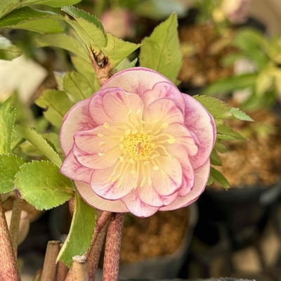 ddプリマヴェーラピンクGフラッシュ&times;エクリプス系プリマヴェーラピンクゴールド【ka243】直径3.5くらい