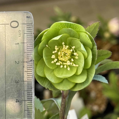 公認）フレグランスクリスマスローズ・wild collectionマリアルーベンス交配【ka244】直径3.5㎝くらい