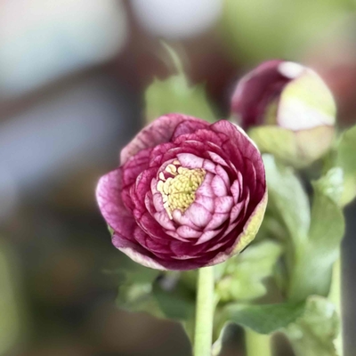 公認）アンティークアフディーテ【ka245】直径3㎝くらい